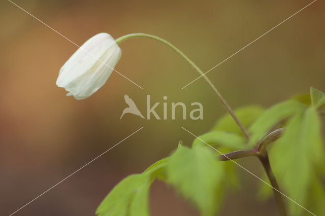 Wood Anemone (Anemone nemorosa)