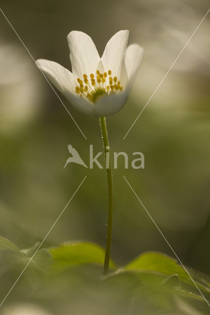 Bosanemoon (Anemone nemorosa)