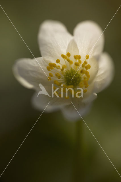 Bosanemoon (Anemone nemorosa)