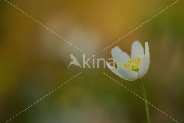 Bosanemoon (Anemone nemorosa)