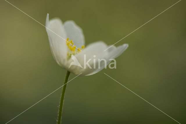 Bosanemoon (Anemone nemorosa)