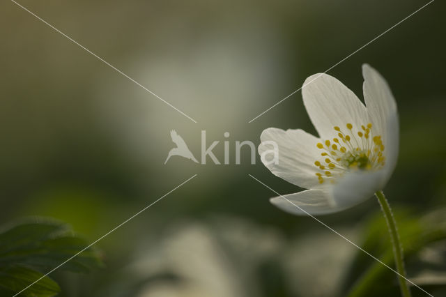 Bosanemoon (Anemone nemorosa)