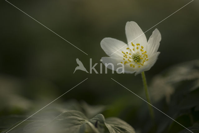 Bosanemoon (Anemone nemorosa)