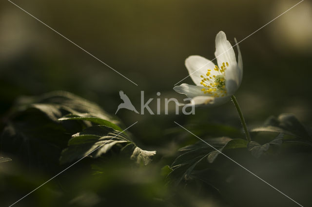 Bosanemoon (Anemone nemorosa)