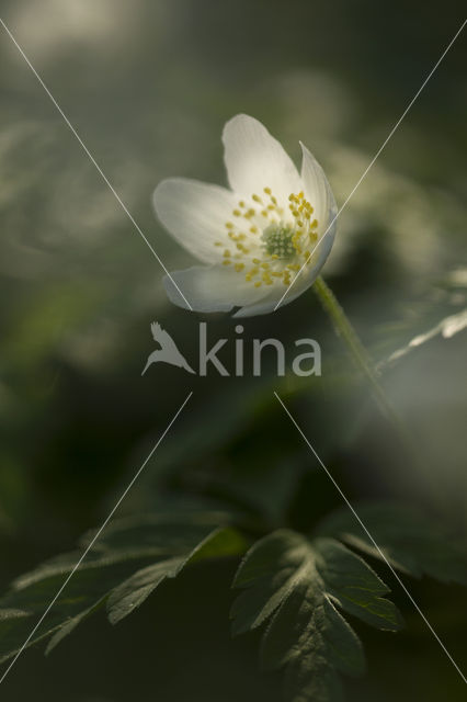 Wood Anemone (Anemone nemorosa)