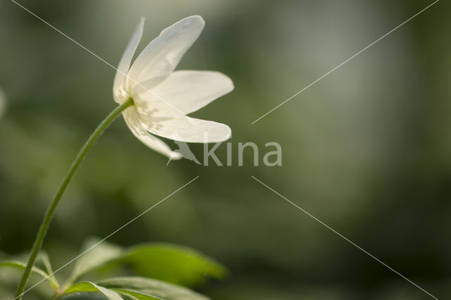 Wood Anemone (Anemone nemorosa)