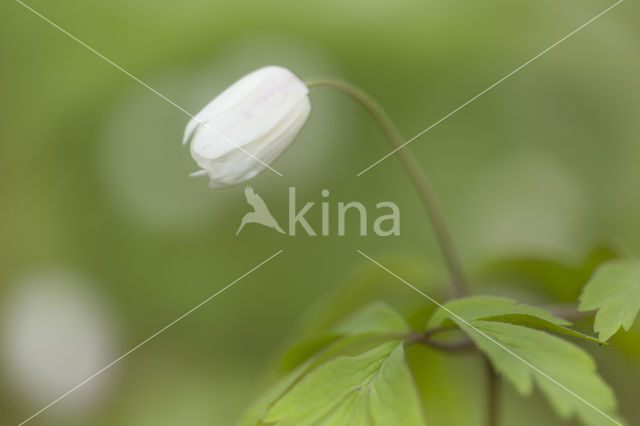 Bosanemoon (Anemone nemorosa)