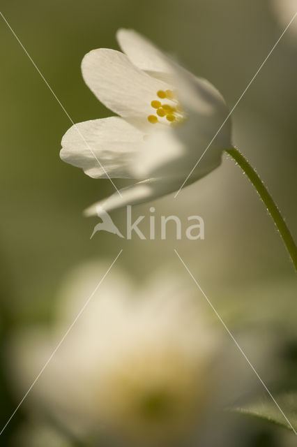 Bosanemoon (Anemone nemorosa)