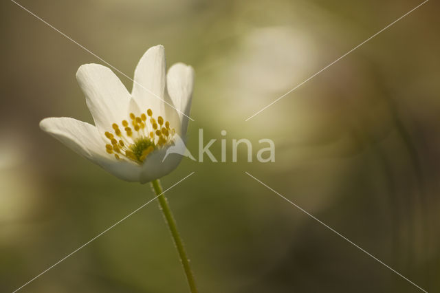 Wood Anemone (Anemone nemorosa)