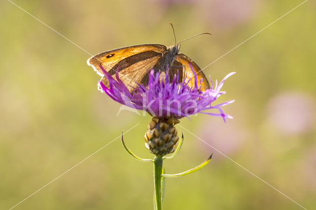 Meadow Brown (Maniola jurtina)