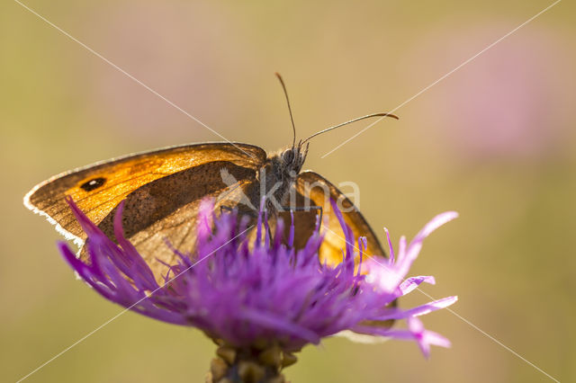 Bruin zandoogje (Maniola jurtina)