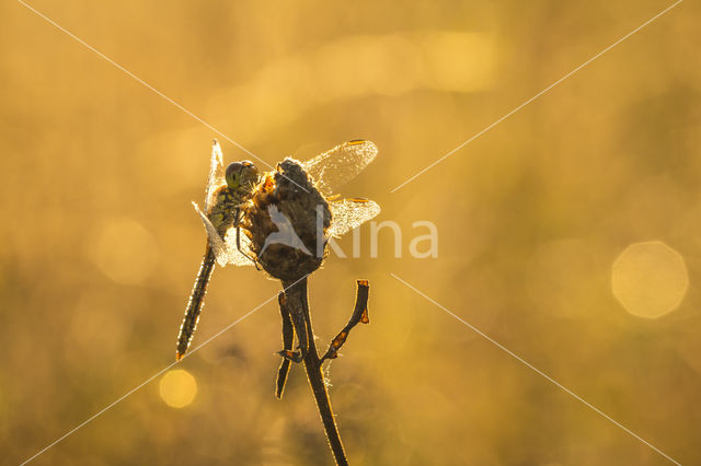 Common Darter (Sympetrum striolatum)