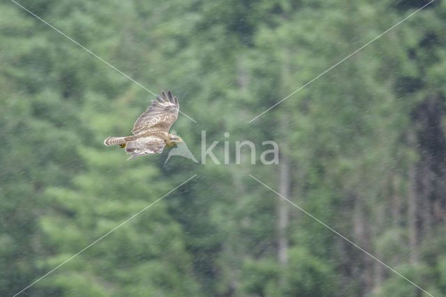 Common Buzzard (Buteo buteo)