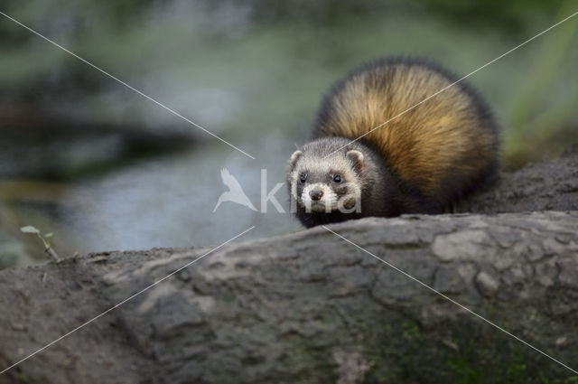 Bunzing (Mustela putorius)