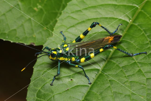 Chromacris icterus