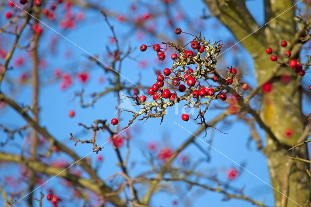 Crataegus aestivalis