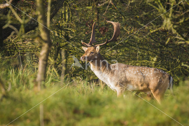 Fallow Deer (Dama dama)