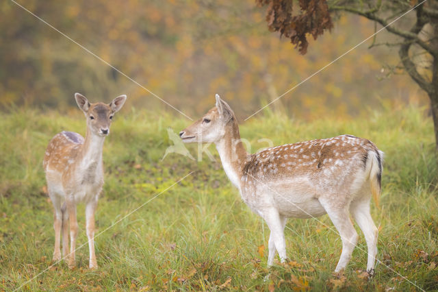 Fallow Deer (Dama dama)