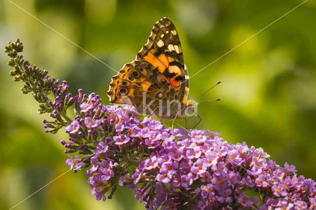 Distelvlinder (Vanessa cardui)