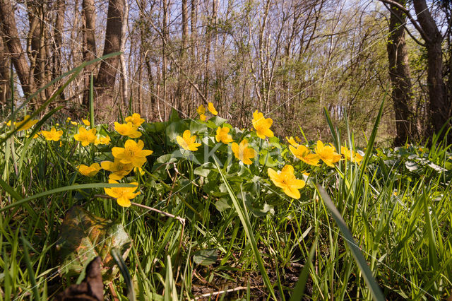 Dotterbloem (Caltha palustris)