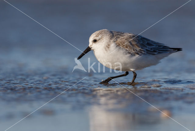 Drieteenstrandloper (Calidris alba)