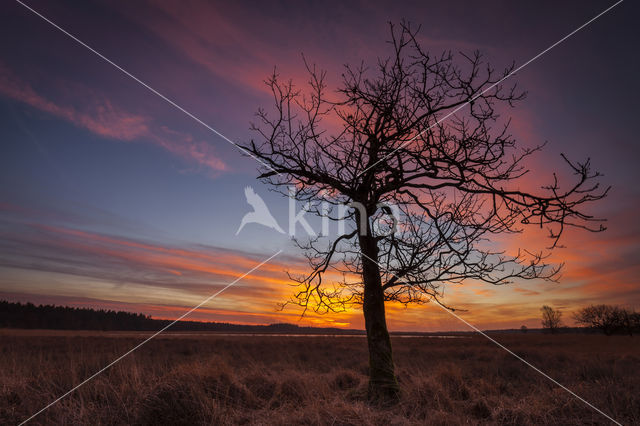 Duurswouderheide