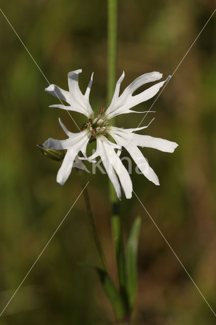 Ragged-Robin (Lychnis flos-cuculi)