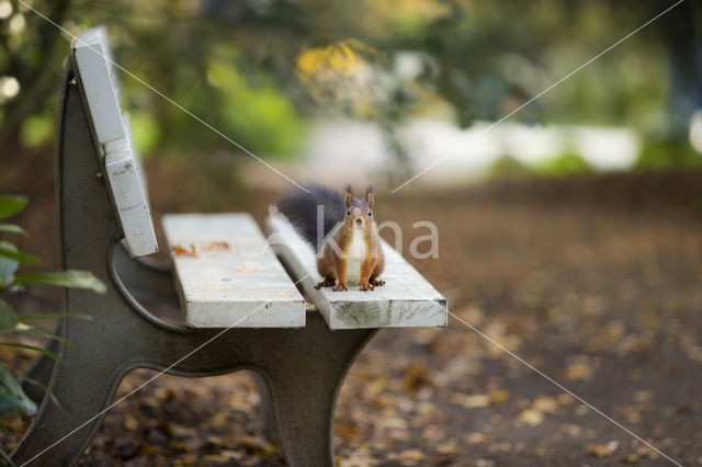 Red Squirrel (Sciurus vulgaris)