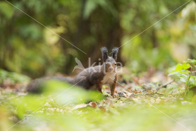 Red Squirrel (Sciurus vulgaris)