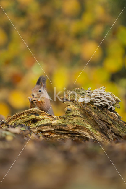Red Squirrel (Sciurus vulgaris)