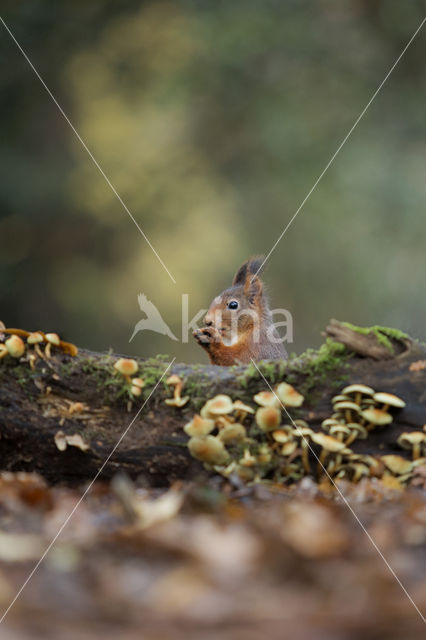 Red Squirrel (Sciurus vulgaris)