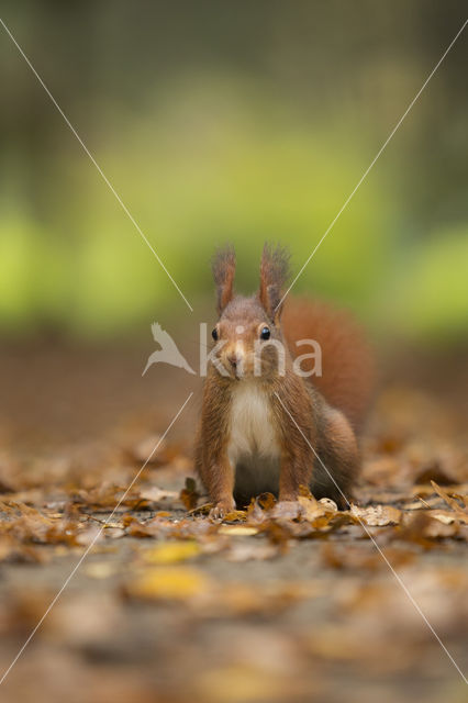 Red Squirrel (Sciurus vulgaris)