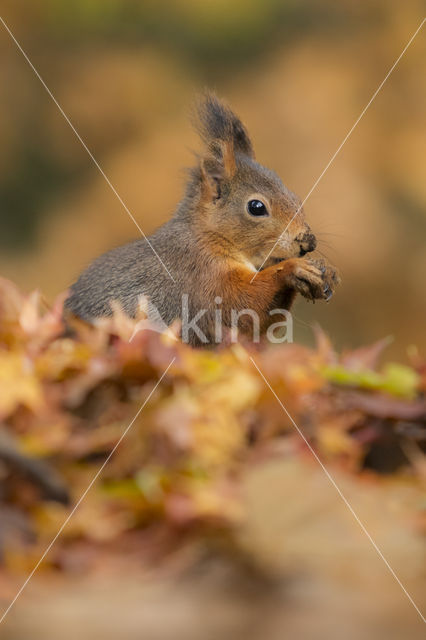 Red Squirrel (Sciurus vulgaris)