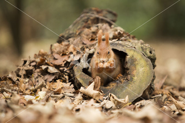 Eekhoorn (Sciurus vulgaris)