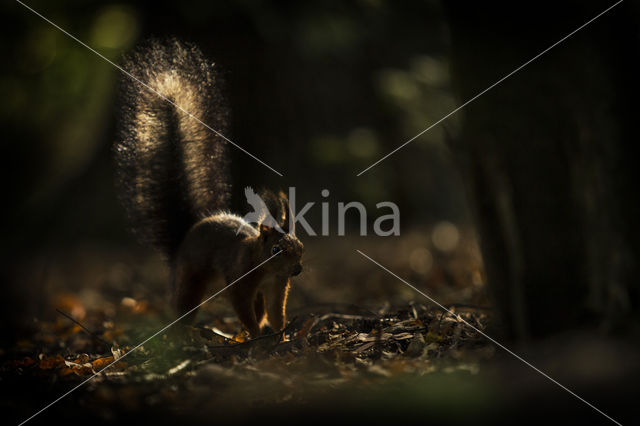 Red Squirrel (Sciurus vulgaris)
