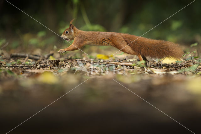 Red Squirrel (Sciurus vulgaris)