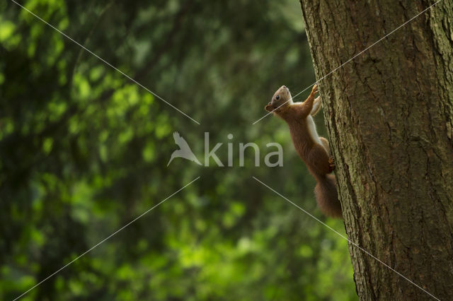 Red Squirrel (Sciurus vulgaris)
