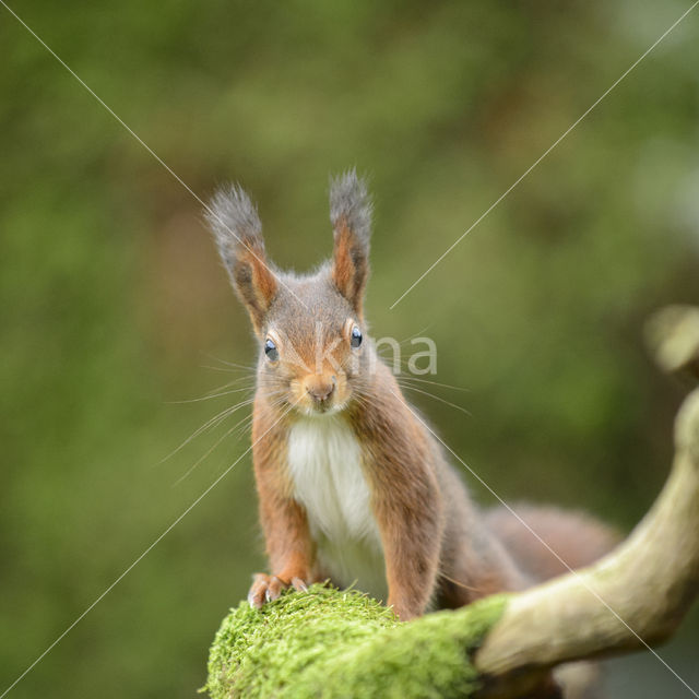 Red Squirrel (Sciurus vulgaris)