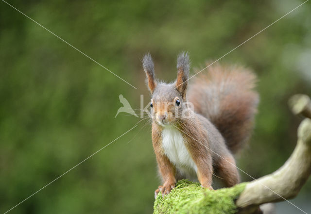 Red Squirrel (Sciurus vulgaris)