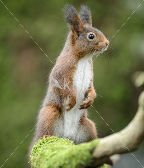 Red Squirrel (Sciurus vulgaris)