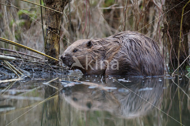 Europese bever (Castor fiber)