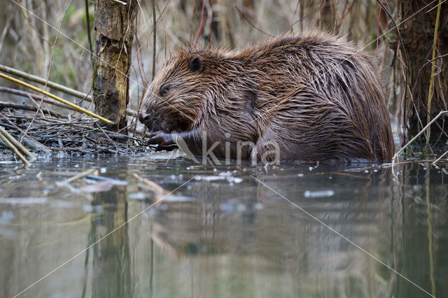 Europese bever (Castor fiber)