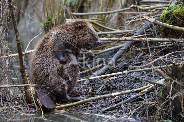 Europese bever (Castor fiber)