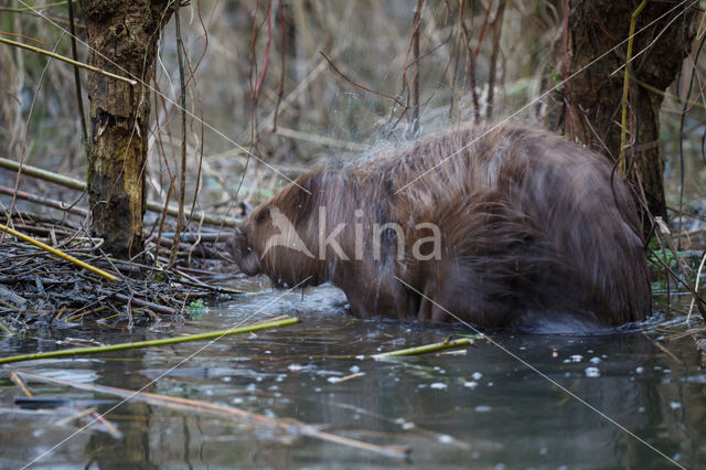 Eurasian beaver (Castor fiber)