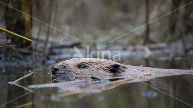 Eurasian beaver (Castor fiber)