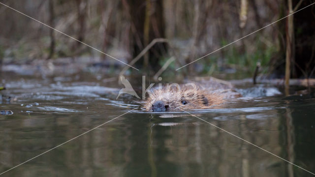 Europese bever (Castor fiber)