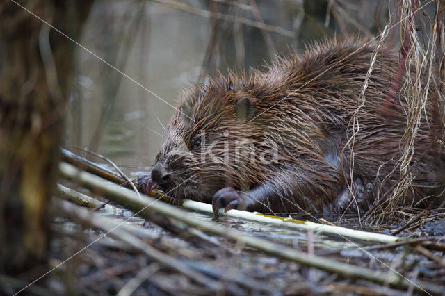 Eurasian beaver (Castor fiber)