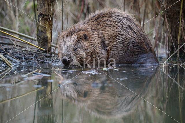 Europese bever (Castor fiber)