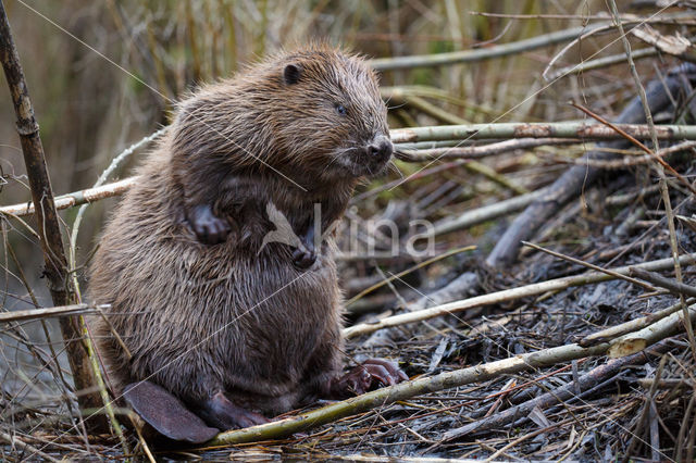 Europese bever (Castor fiber)