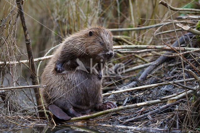 Eurasian beaver (Castor fiber)